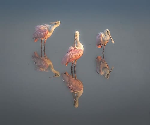 A trio of spoonbills preen in the fogging morning light. Art Print